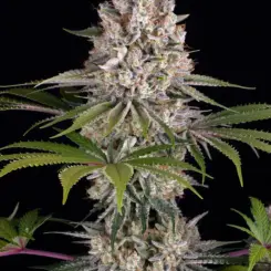 Amnesia Haze Cannabis Seeds by Barney's Farm