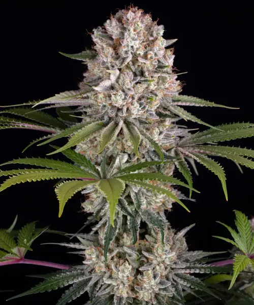 Amnesia Haze Cannabis Seeds by Barney's Farm