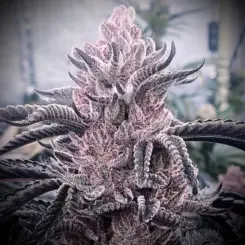 Angel's Rest Cannabis Seeds by Offensive Selections