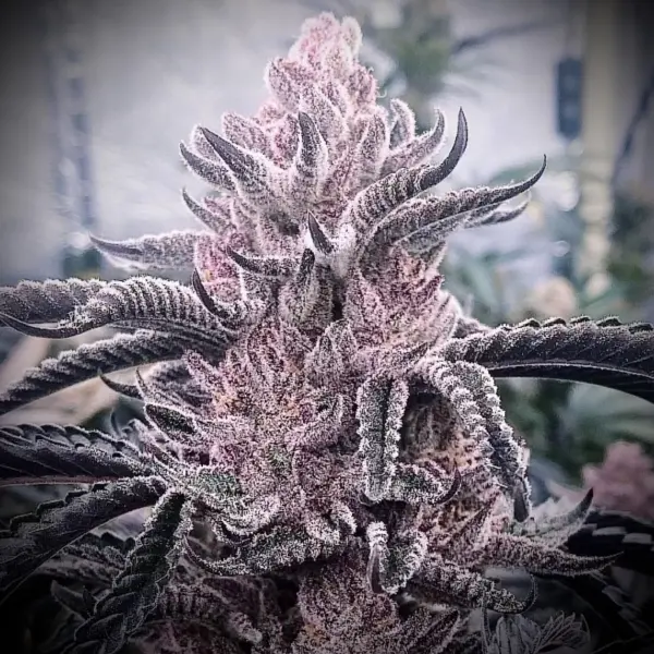 Angel's Rest Cannabis Seeds by Offensive Selections