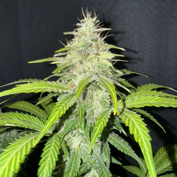 Anthracite Auto Cannabis Seeds by Gnome Automatics