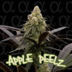 Apple Peelz Cannabis Seeds by Dirty Bird Genetics