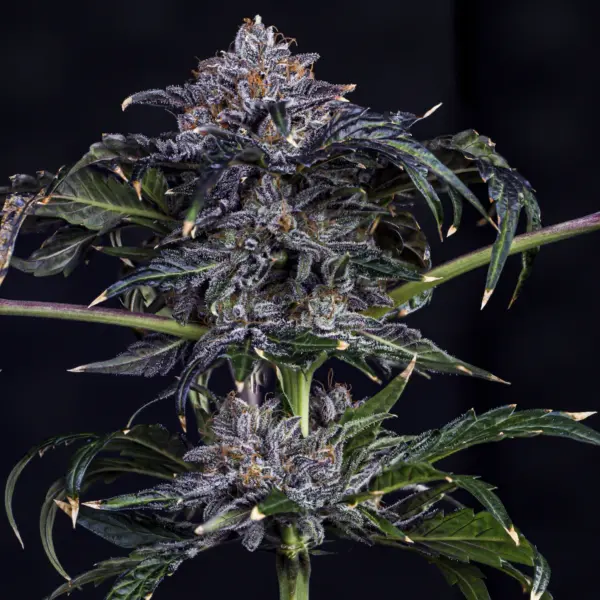 Appletizing Auto Cannabis Seeds by Mephisto Genetics