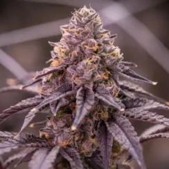 Atlantica Cannabis Seeds by Offensive Selections