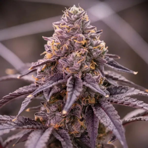 Atlantica Cannabis Seeds by Offensive Selections