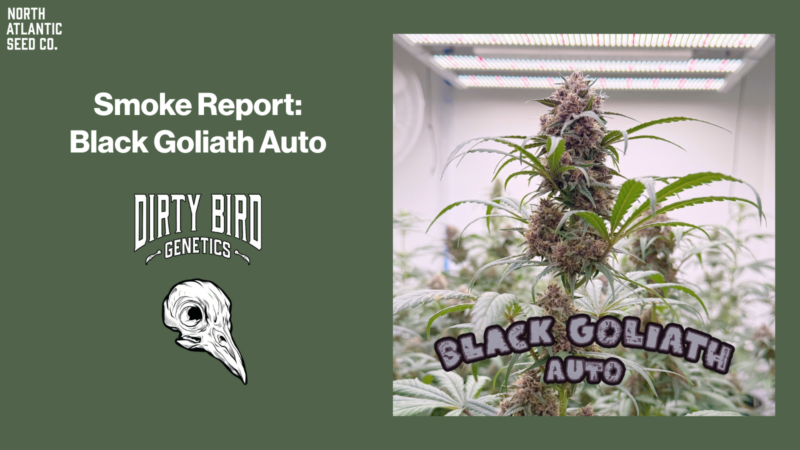 Smoke Report: Black Goliath Auto by Dirty Bird Genetics