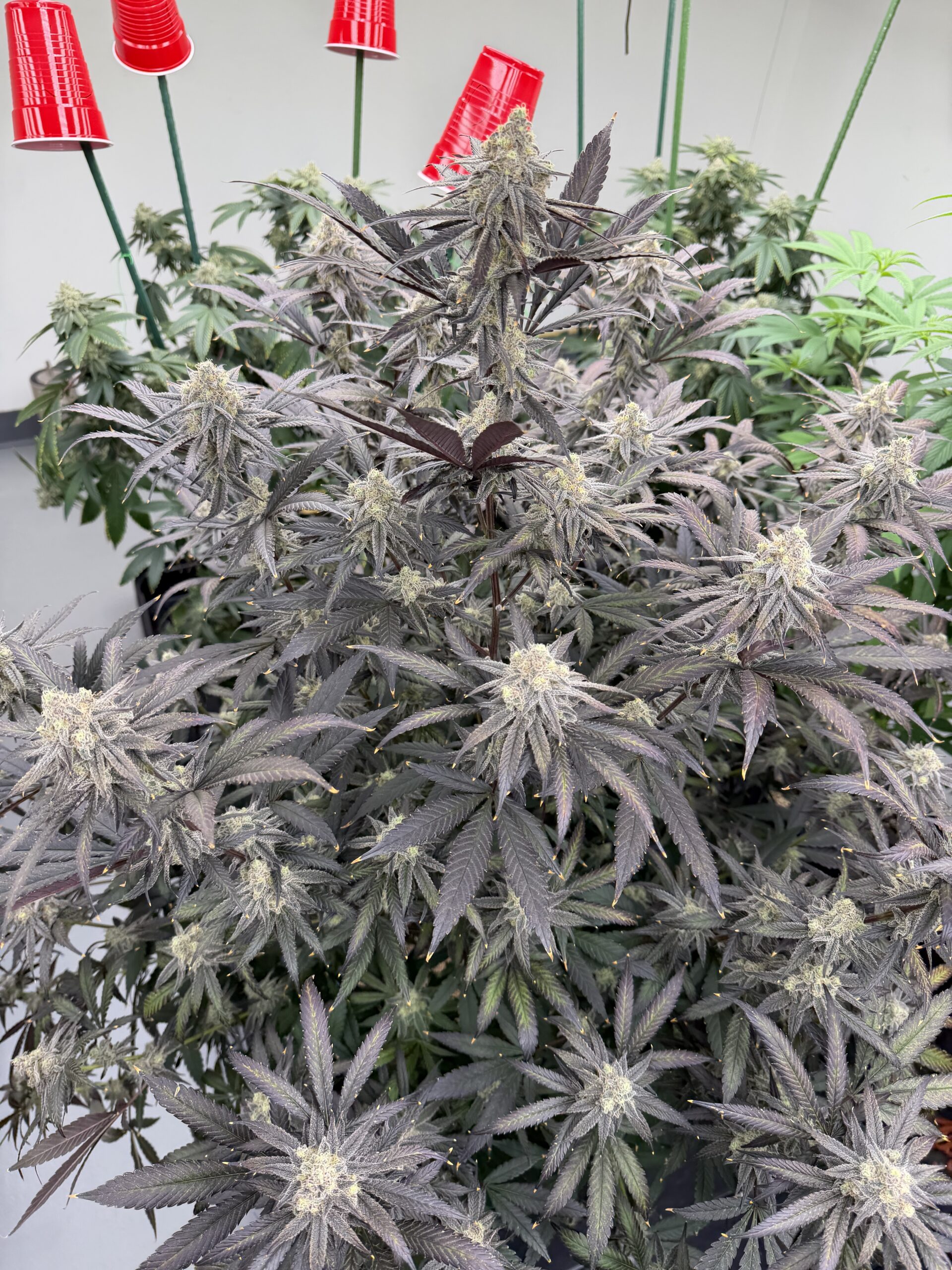 Bad Apple Sugar Mill Cut Cannabis Seeds by Dirty Bird Genetics