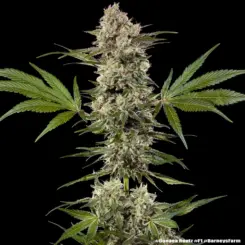 Banana Runtz F1 Cannabis Seeds by Barney's Farm