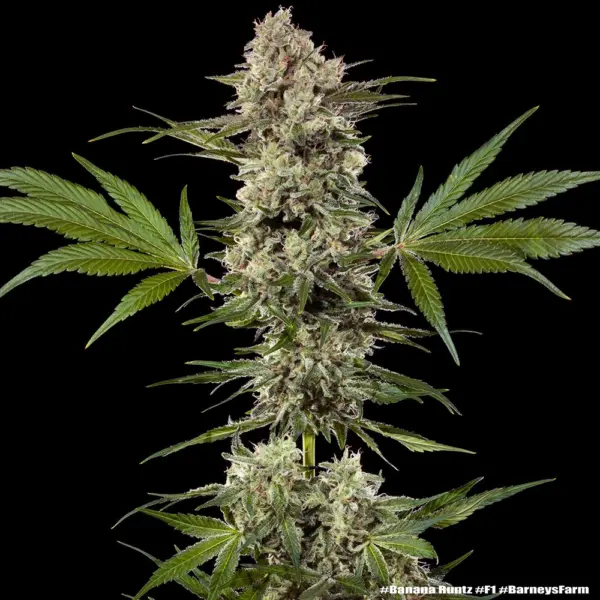 Banana Runtz F1 Cannabis Seeds by Barney's Farm