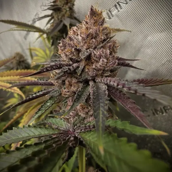 Black Cat Cannabis Seeds by Offensive Selections