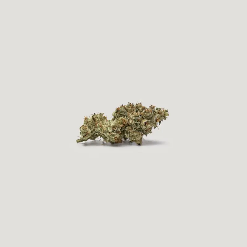 Bombay Cannabis Seeds by Purple City Genetics