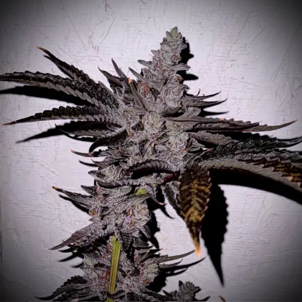 California Cannabis Seeds by Offensive Selections