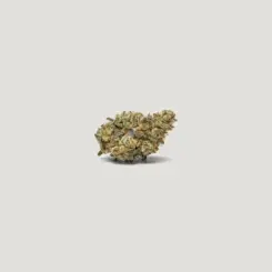 Carnival Cannabis Seeds by Purple City Genetics