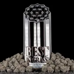 Category 5 Cannabis Seeds by Offensive Selections