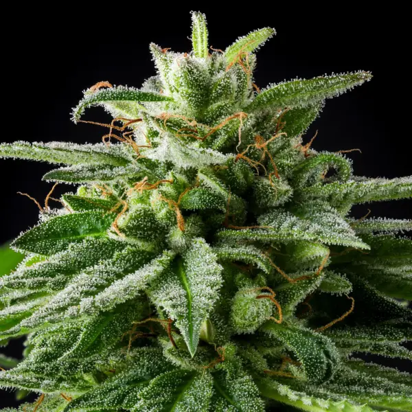 Chemdawg X Cannabis Seeds by Purple Caper Seeds