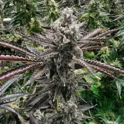 Cherry Cosmo Cannabis Seeds by Exotic Genetix