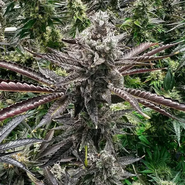 Cherry Cosmo Cannabis Seeds by Exotic Genetix