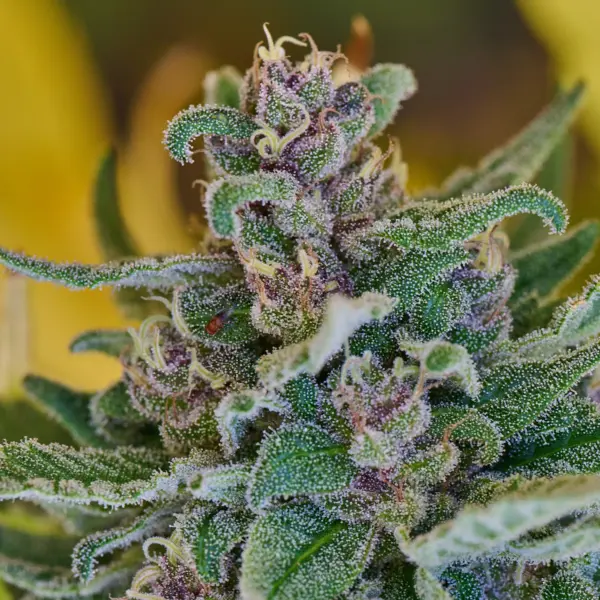 Chocolate Bomb Cannabis Seeds by Purple Caper Seeds