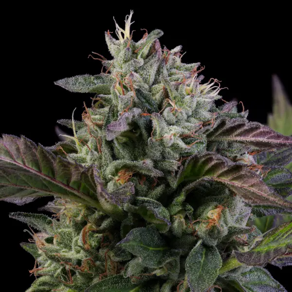 Chocolate Z Cake Cannabis Seeds by Purple Caper Seeds