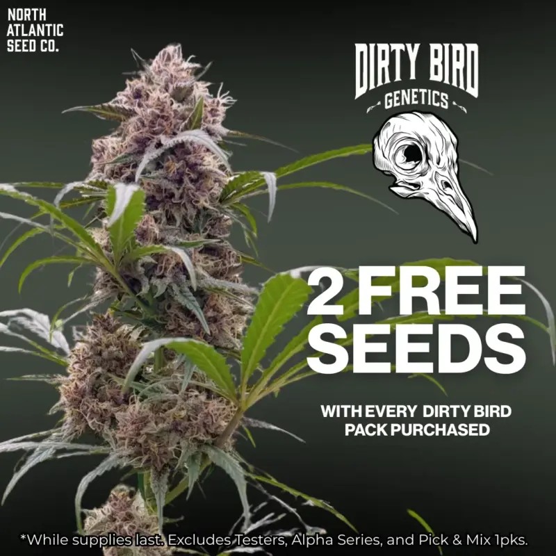 Dirty Bird Genetics Image