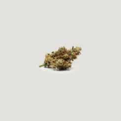 Daily Operation Cannabis Seeds by Purple City Genetics