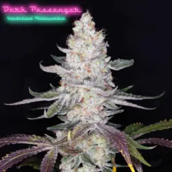 Dark Passenger F1 Cannabis Seeds by Romulan Genetics