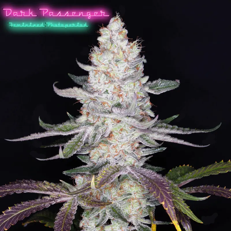 Dark Passenger F1 Cannabis Seeds by Romulan Genetics