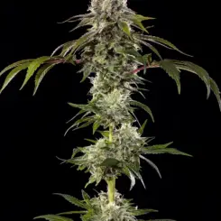 Durban Poison Cannabis Seeds by Barney's Farm