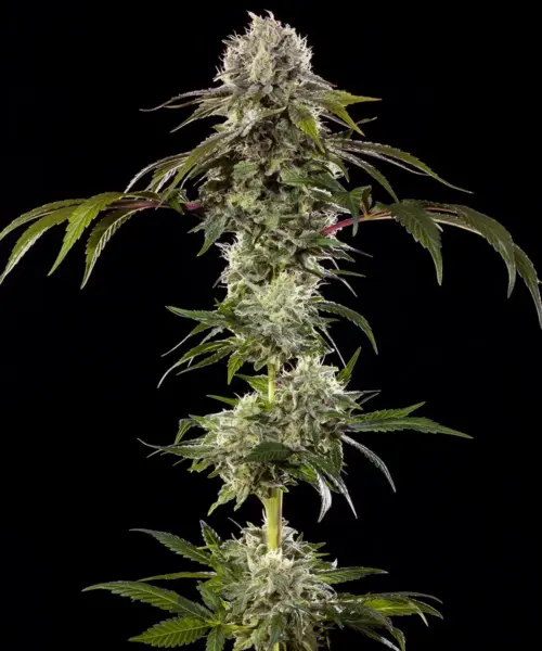 Durban Poison Cannabis Seeds by Barney's Farm