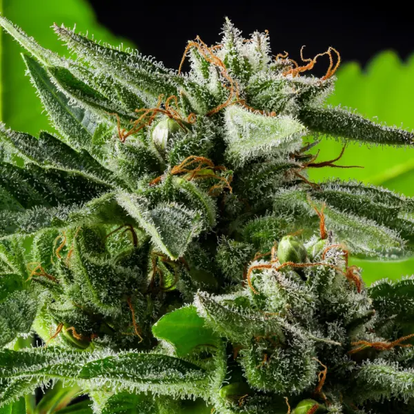 Ed Rosenthal Super Duper Skunk Cannabis Seeds by Purple Caper Seeds
