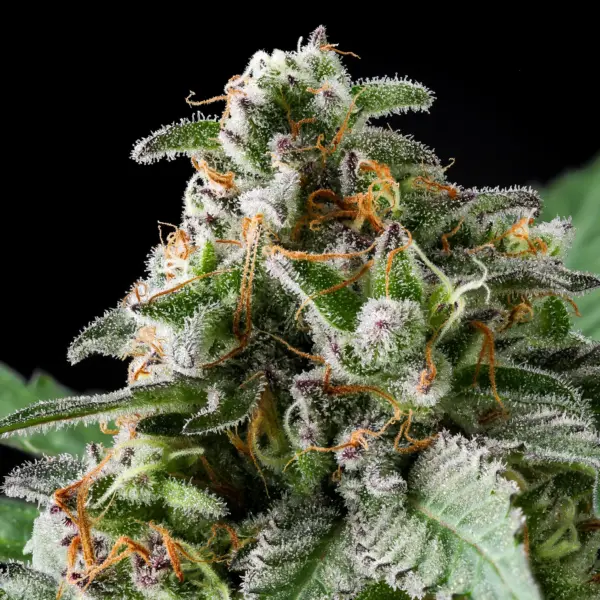 Ed Rosenthal Super GMO Cannabis Seeds by Purple Caper Seeds