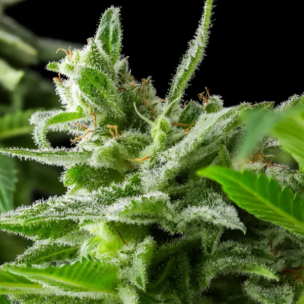 Ed Rosenthal Super Haze Cannabis Seeds by Purple Caper Seeds