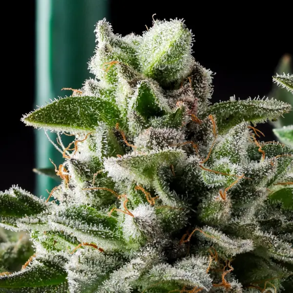 Ed Rosenthal Super Sour Diesel Cannabis Seeds by Purple Caper Seeds