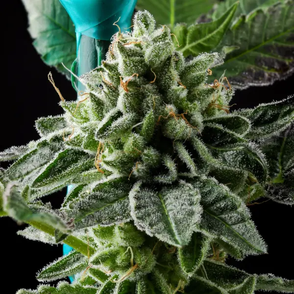 Ed Rosenthal Super ZaZa Cannabis Seeds by Purple Caper Seeds