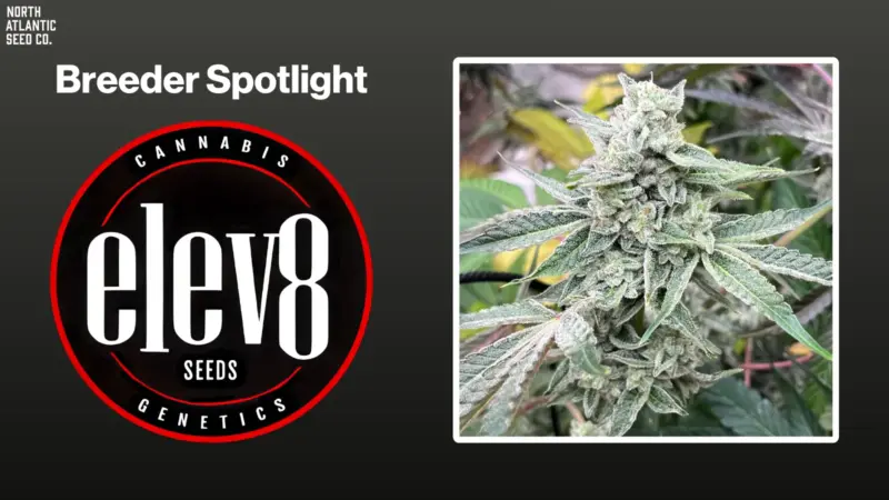 Breeder Spotlight: Elev8 Seeds