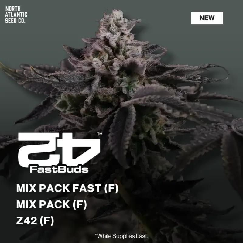 Fast Buds New Drop 2026
