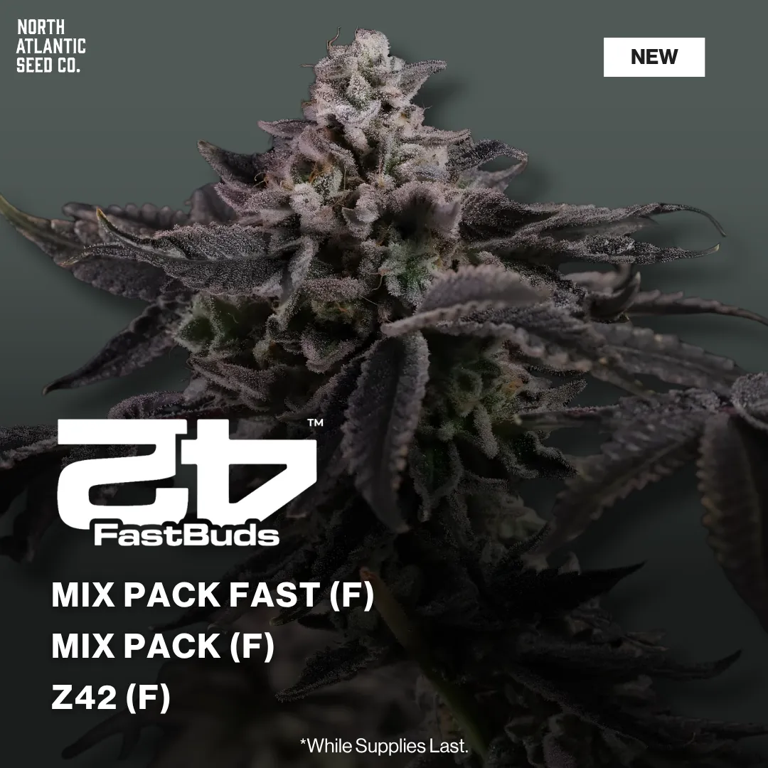 Fast Buds New Drop 2026