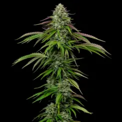Garlic Budder Auto Cannabis Seeds by Humboldt Seed Company