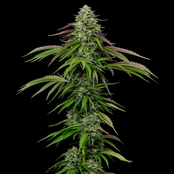 Garlic Budder Auto Cannabis Seeds by Humboldt Seed Company