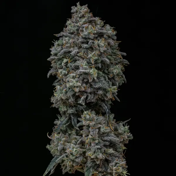 Gelauto No 33 Cannabis Seeds by Mephisto Genetics