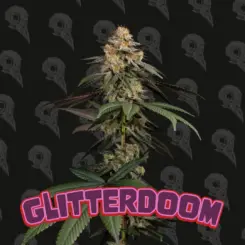Glitterdoom Cannabis Seeds by Dirty Bird Genetics