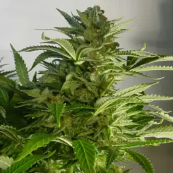 Grease Trap Cannabis Seeds by Mosca Seeds