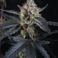 Guava Runtz Auto Cannabis Seeds by Fast Buds