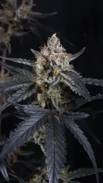 Guava Runtz Auto Cannabis Seeds by Fast Buds