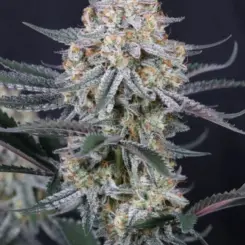 Guava Sundae Auto Cannabis Seeds by Fastbuds