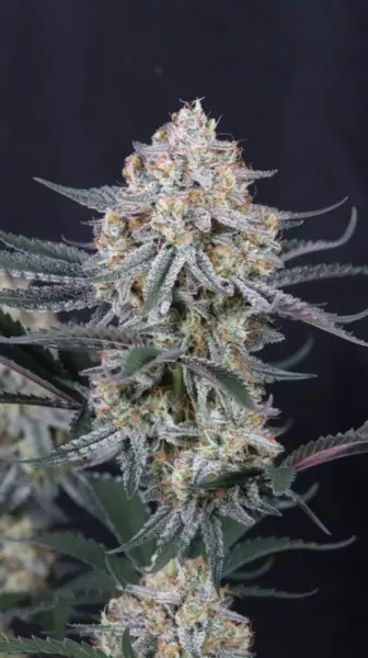 Guava Sundae Auto Cannabis Seeds by Fastbuds