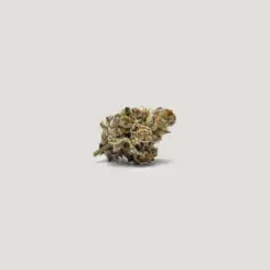 Gushi Cannabis Seeds by Purple City Genetics