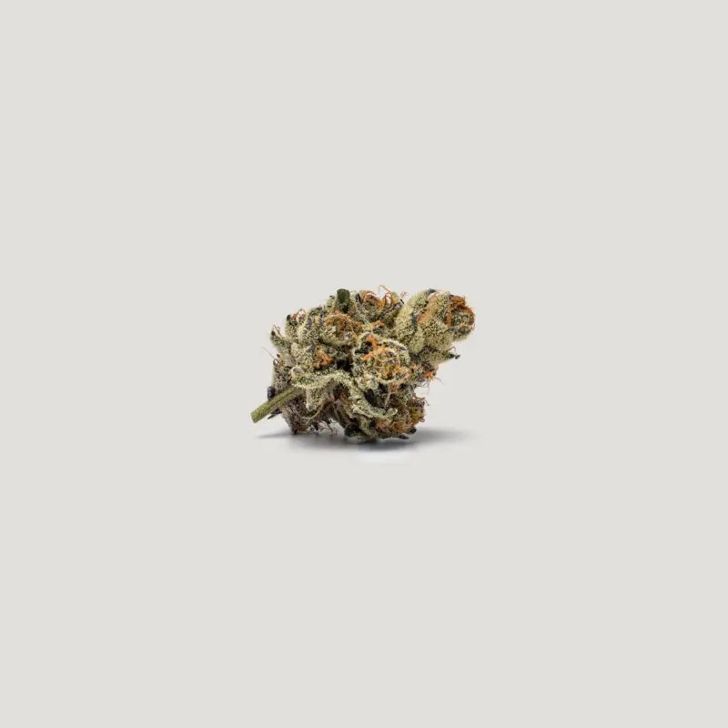 Gushi Cannabis Seeds by Purple City Genetics