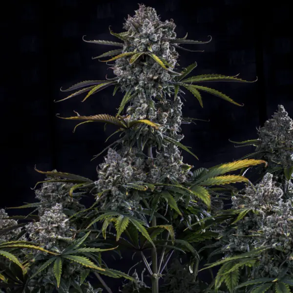 HubbaBubbaHaze Auto Cannabis Seeds by Mephisto Genetics