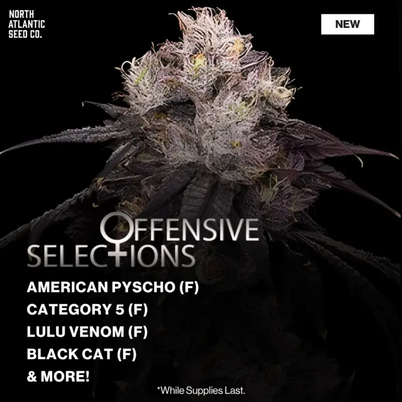 Offensive Selections